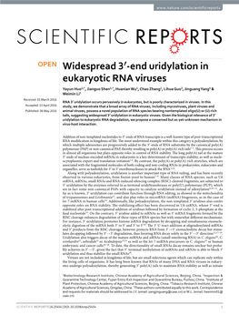 End Uridylation in Eukaryotic RNA Viruses