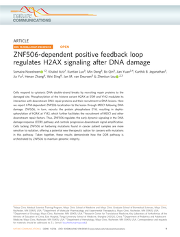 ZNF506-Dependent Positive Feedback Loop Regulates H2AX Signaling After DNA Damage