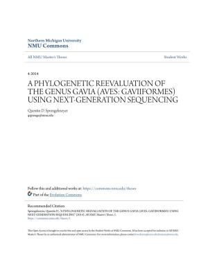 A PHYLOGENETIC REEVALUATION of the GENUS GAVIA (AVES: GAVIIFORMES) USING NEXT-GENERATION SEQUENCING Quentin D
