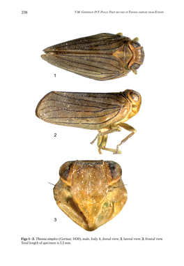 First Record of Nearctic Issid Planthopper Thionia Simplex (Hemiptera: Fulgoroidea: Issidae) from Europe