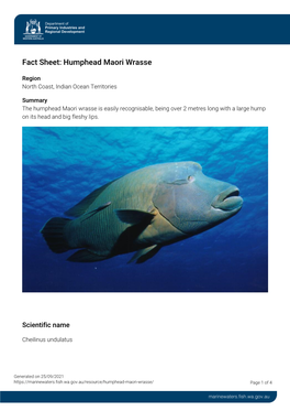 Fact Sheet: Humphead Maori Wrasse