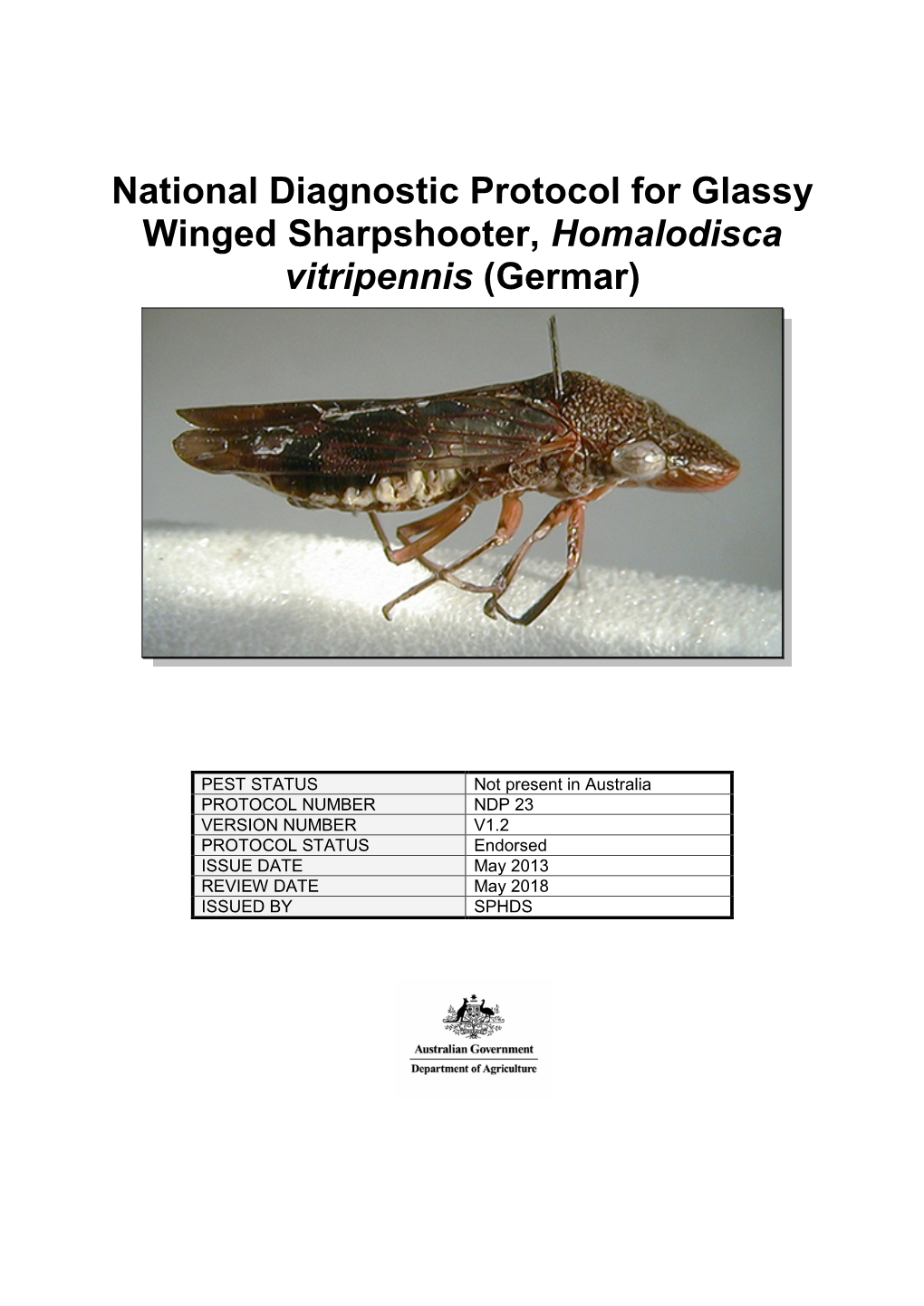 NDP 23 Glassy Winged Sharpshooter – Homalodisca Vitripennis