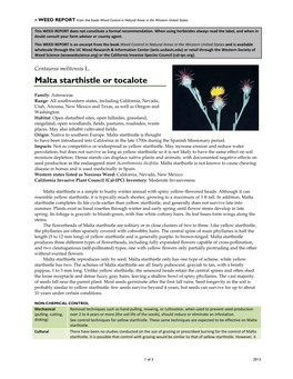 Centaurea Melitensis L