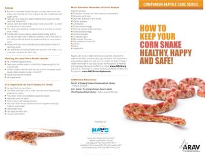 How to Keep Your Corn Snake Healthy, Happy and Safe!