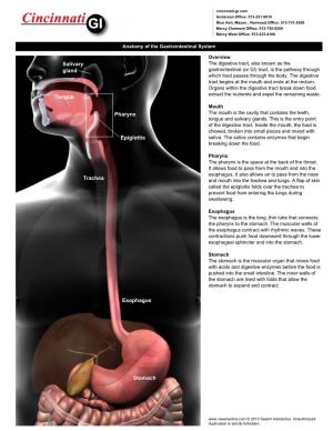 Esophagus Stomach Epiglottis Tongue Pharynx Salivary Gland