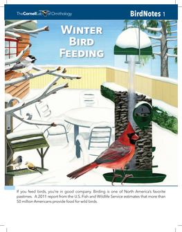 Winter Bird Feeding