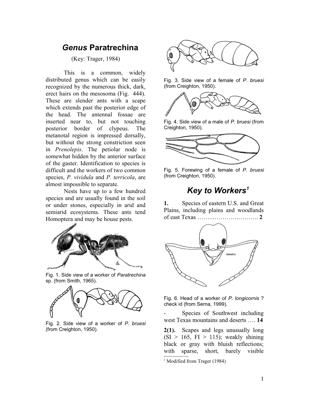 Key to Paratrechina