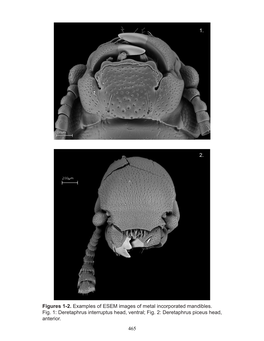Deretaphrus Interruptus Head, Ventral; Fig