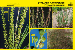 STREAKED ARROWGRASS Triglochin Striatum