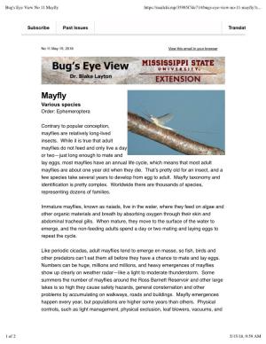 Bug's Eye View No 11 Mayfly