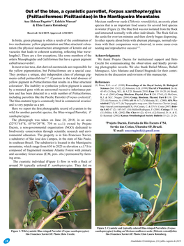 Out of the Blue, a Cyanistic Parrotlet, Forpus Xanthopterygius