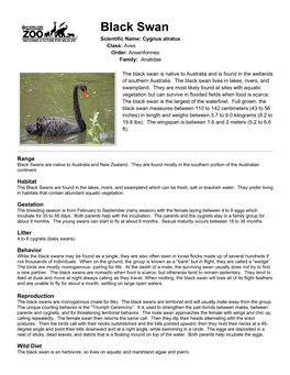Black Swan Scientific Name: Cygnus Atratus Class: Aves Order: Anseriformes Family: Anatidae