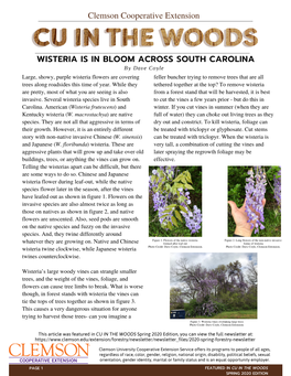 Wisteria Is in Bloom Across South Carolina, Dr