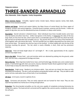 Three Banded Armadillo