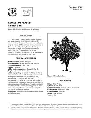Ulmus Crassifolia Cedar Elm1 Edward F