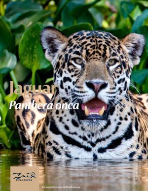 Jaguars (Panthera Onca)