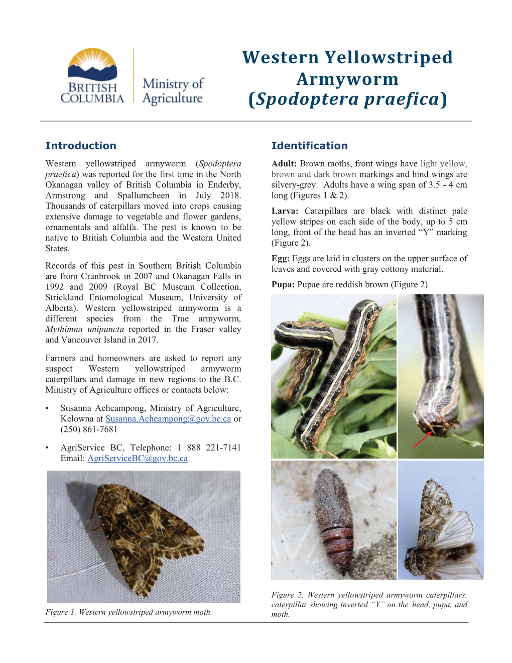 Western Yellowstriped Armyworm (Spodoptera Praefica)