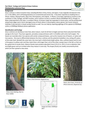 Fact Sheet: Ecology and Control of Amur Corktree Phellodendron Amurense Rupr. Background Amur Corktree Is Native to Eastern As