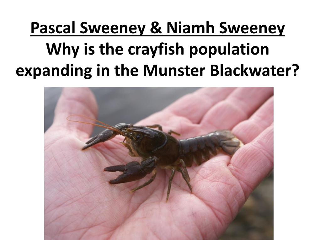 P & N Sweeney Crayfish Munster Balckwater