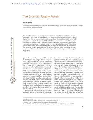 The Crumbs3 Polarity Protein
