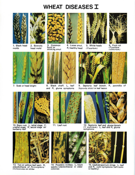 Wheat Diseases I