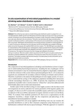 In Situ Examination of Microbial Populations in a Model Drinking