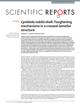 Cymbiola Nobilis Shell: Toughening Mechanisms in a Crossed-Lamellar