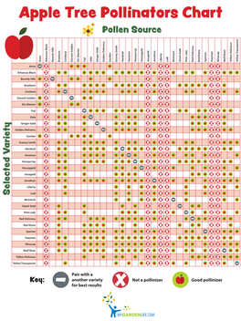 Apple Tree Pollinators Chart