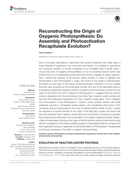 Reconstructing the Origin of Oxygenic Photosynthesis: Do Assembly and Photoactivation Recapitulate Evolution?