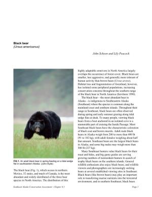 Black Bear (Ursus Americanus)
