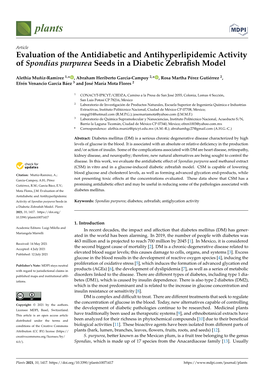 Evaluation of the Antidiabetic and Antihyperlipidemic Activity of Spondias Purpurea Seeds in a Diabetic Zebraﬁsh Model
