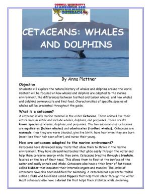 Cetaceans: Whales and Dolphins