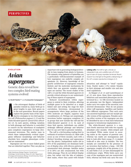 Avian Supergenes