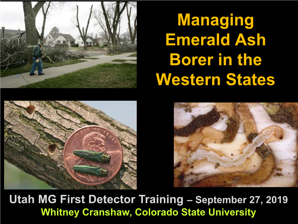 Managing Emerald Ash Borer in the Western U.S