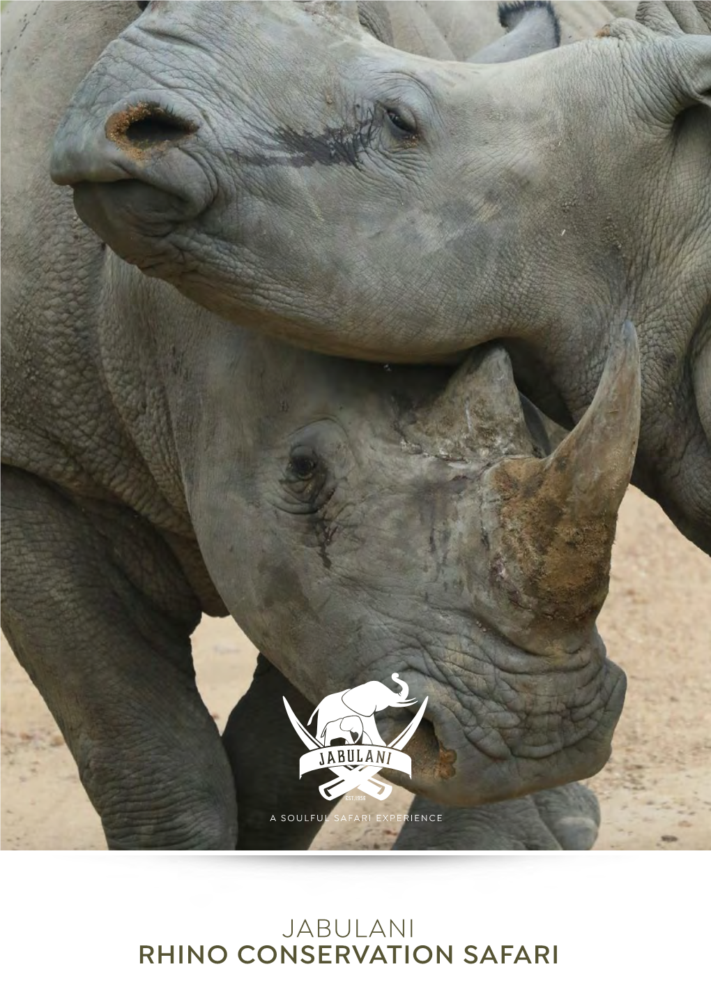 Jabulani Rhino Conservation Safari Help to Keep the Endangered Rhino Alive Jabulani