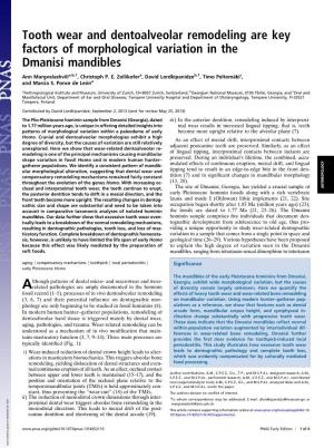 Tooth Wear and Dentoalveolar Remodeling Are Key Factors of Morphological Variation in the Dmanisi Mandibles