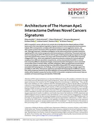 Architecture of the Human Ape1 Interactome Defines Novel Cancers