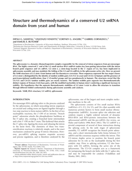 Structure and Thermodynamics of a Conserved U2 Snrna Domain from Yeast and Human