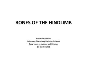 Bones of the Hindlimb