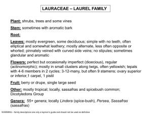 Lauraceae – Laurel Family