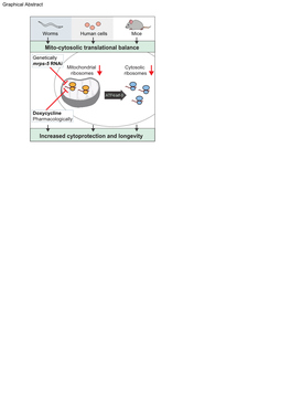 Mito-Cytosolic Translational Balance Increased Cytoprotection And