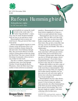 Rufous Hummingbird Selasphorus Rufus by J.M