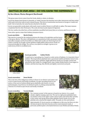 WATTLES in OUR AREA – DO YOU KNOW the DIFFERENCE? by Ros Gibson