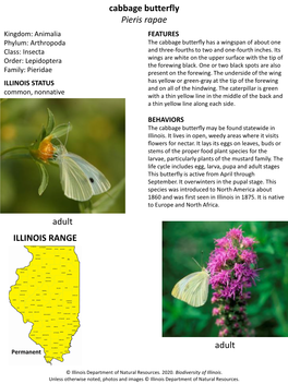 Cabbage Butterfly Pieris Rapae Adult Adult ILLINOIS RANGE