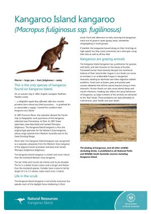 Kangaroo Island Kangaroo (Macropus Fuliginosus Ssp