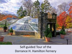 Self-Guided Tour of the Dorrance H. Hamilton Fernery Welcome to the Self-Guided Dorrance H
