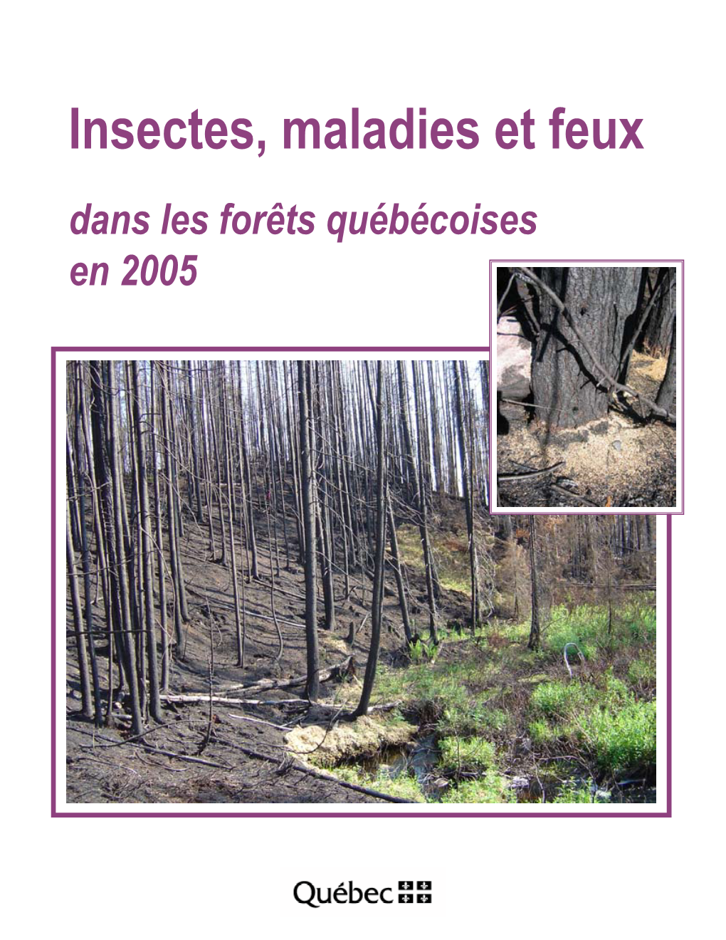 Insectes, Maladies Et Feux Dans Les Forêts Québécoises En 2005 Insectes ...