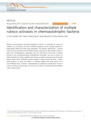 Identification and Characterization of Multiple Rubisco Activases