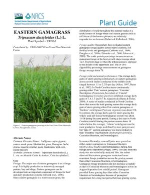 Eastern Gamagrass Tripsacum Dactyloides Plant Guide