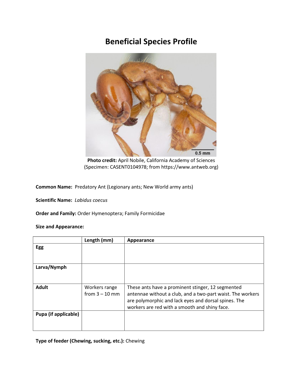 Predatory Ant (Labidus Coecus)